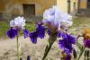 Iris, giglio firenze, fiore simbolo